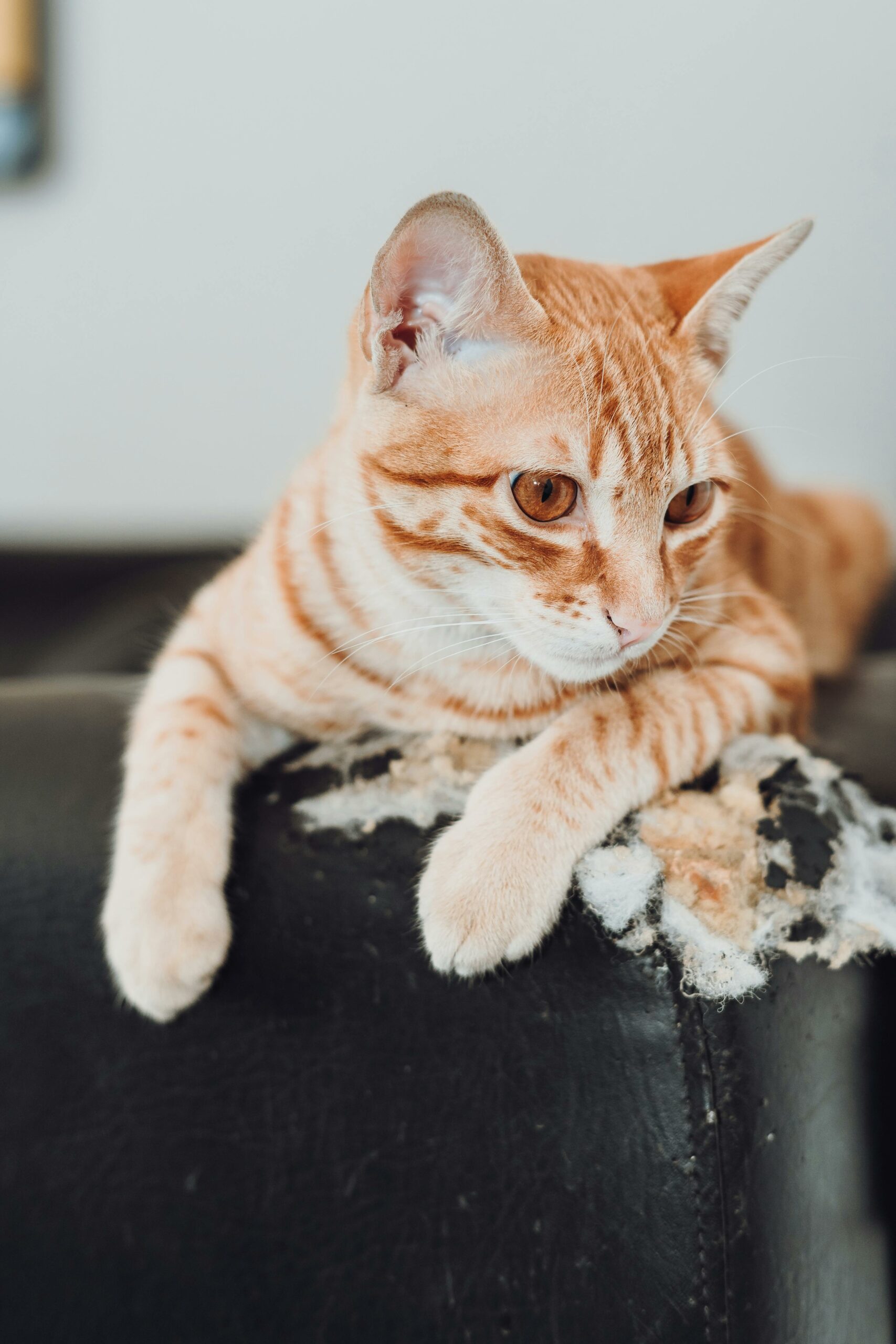 Griffures de chat sur un canapé en cuir — un dégât visible que seul le Masticuir Coloreenov peut vraiment combler